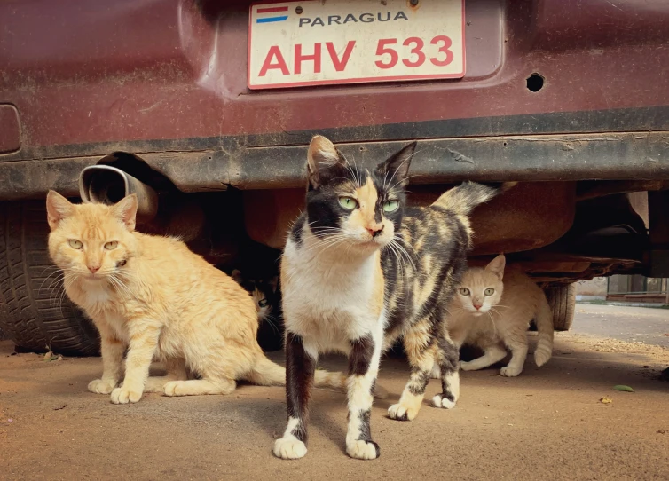 two cats and three other small cats standing underneath a vehicle