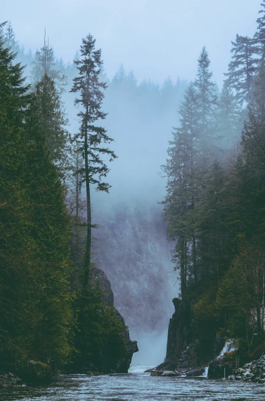 a beautiful river surrounded by trees in a forest