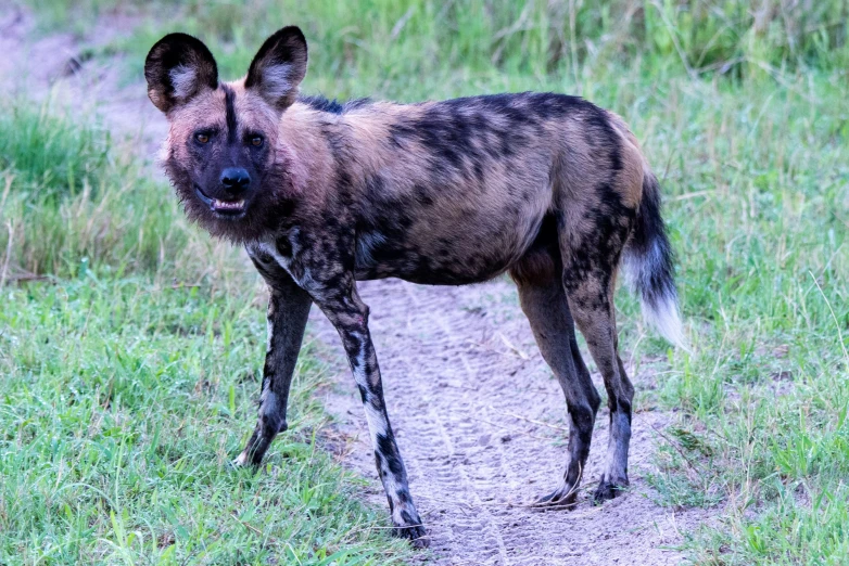 a wild dog is walking across the dirt path