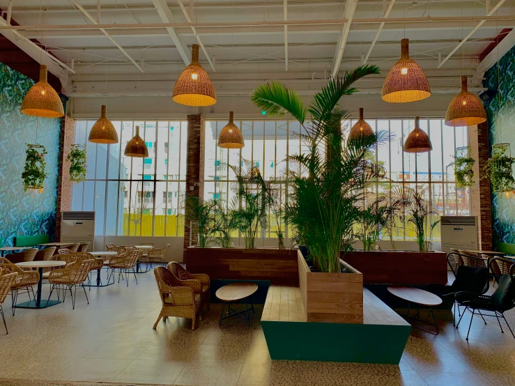 inside a restaurant with green walls, hanging plants and wicker tables