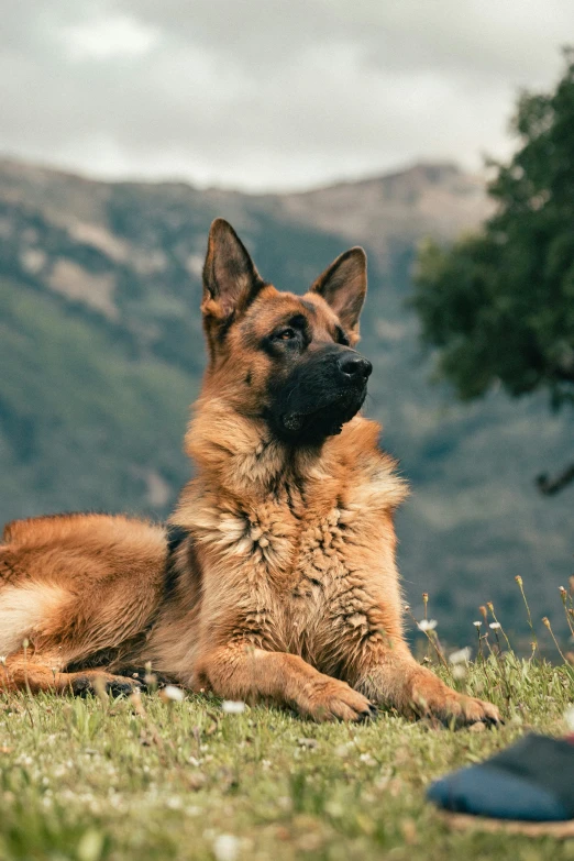 an adorable dog sitting in the middle of a field