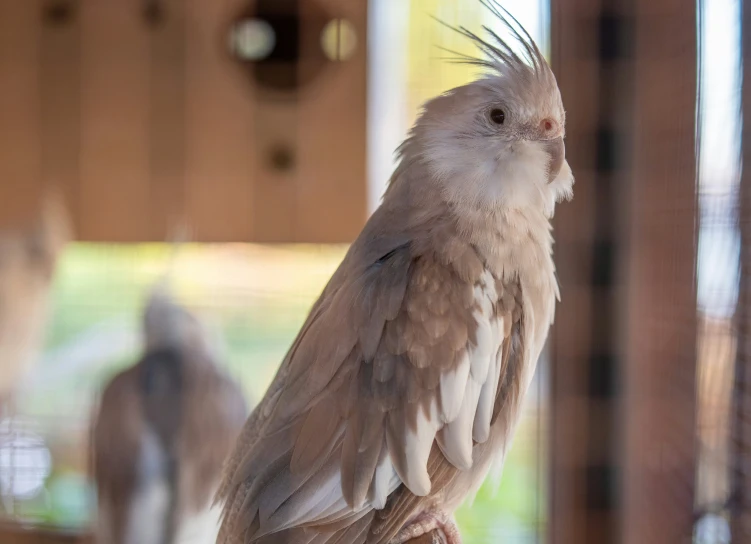 a white and gray bird with its feathers blowing