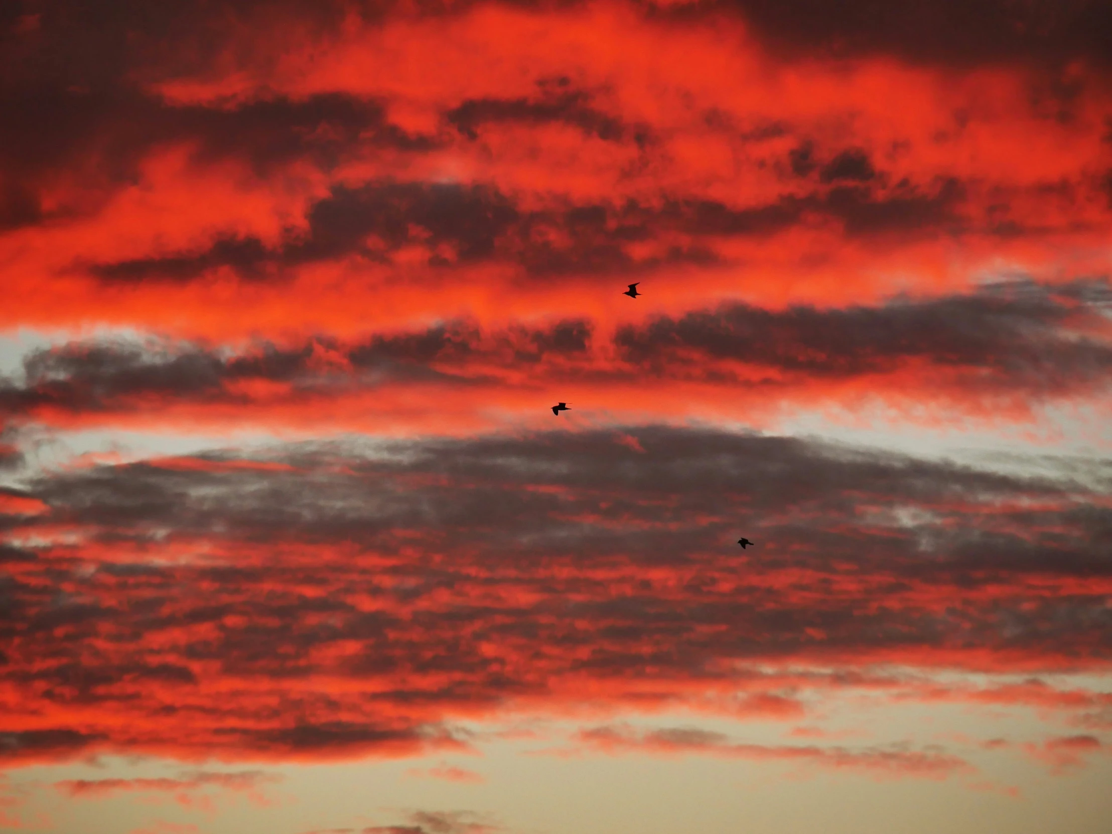 birds fly in a pink and orange sky