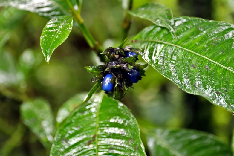 a plant that has some blue bugs on it