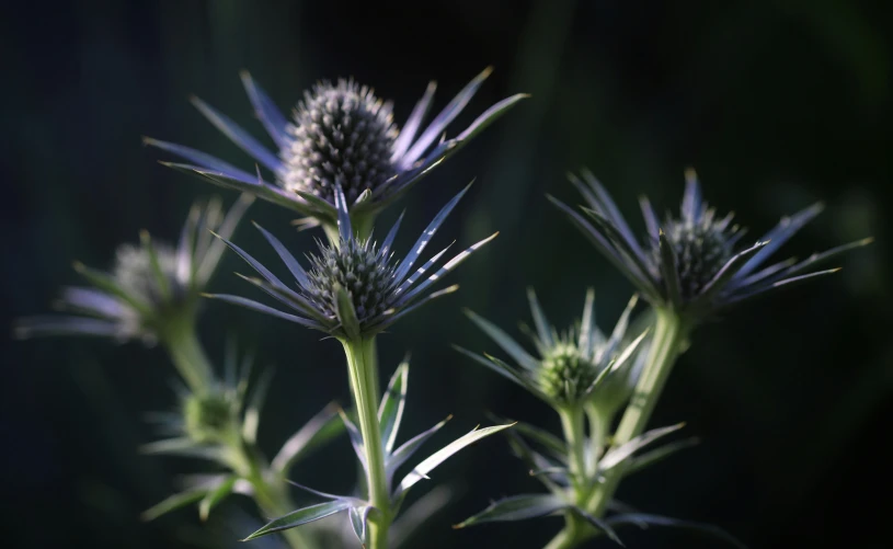 a couple of flowers that are sitting in the grass