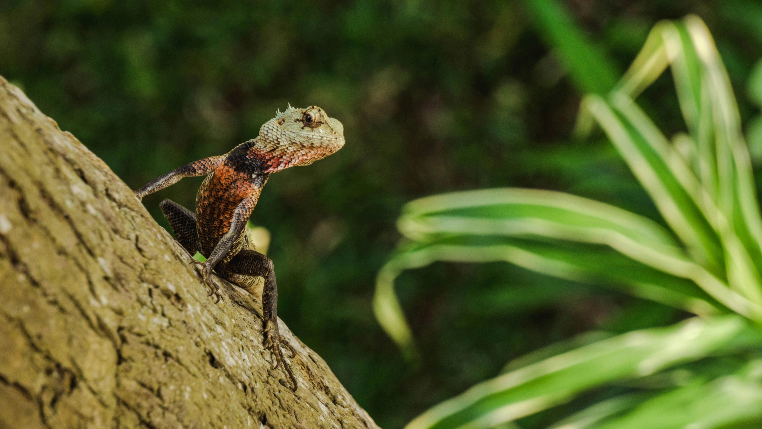 a small lizard sits on the side of a tree trunk