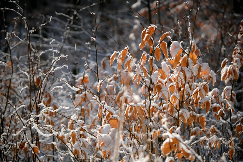 some orange and white grass in the snow