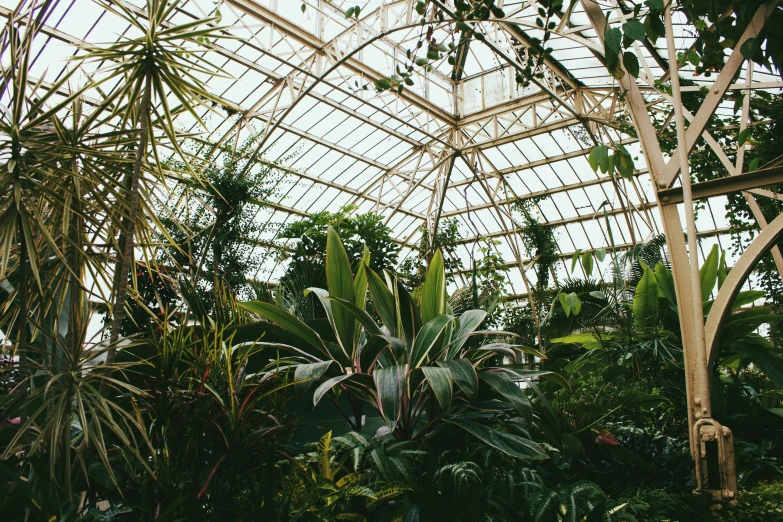 trees, plants and other greenery in a large greenhouse