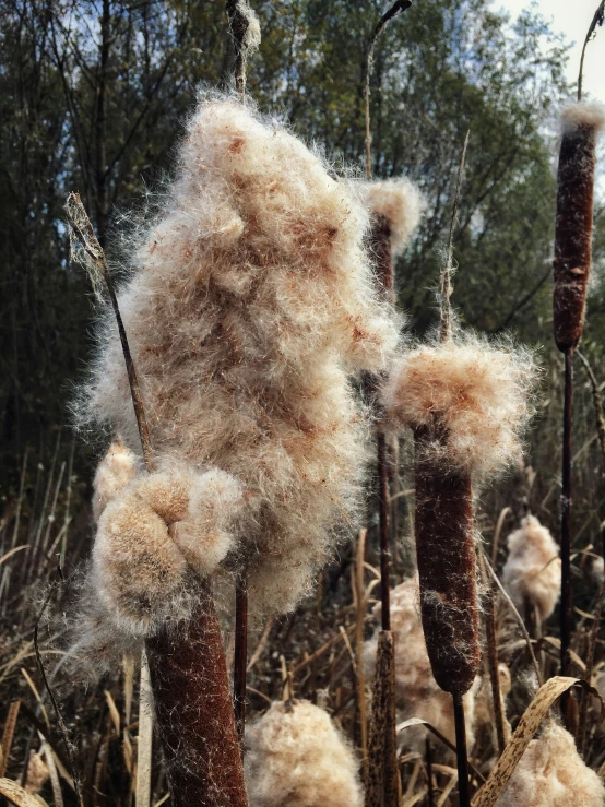 fluffy plants in tall grass field in forest