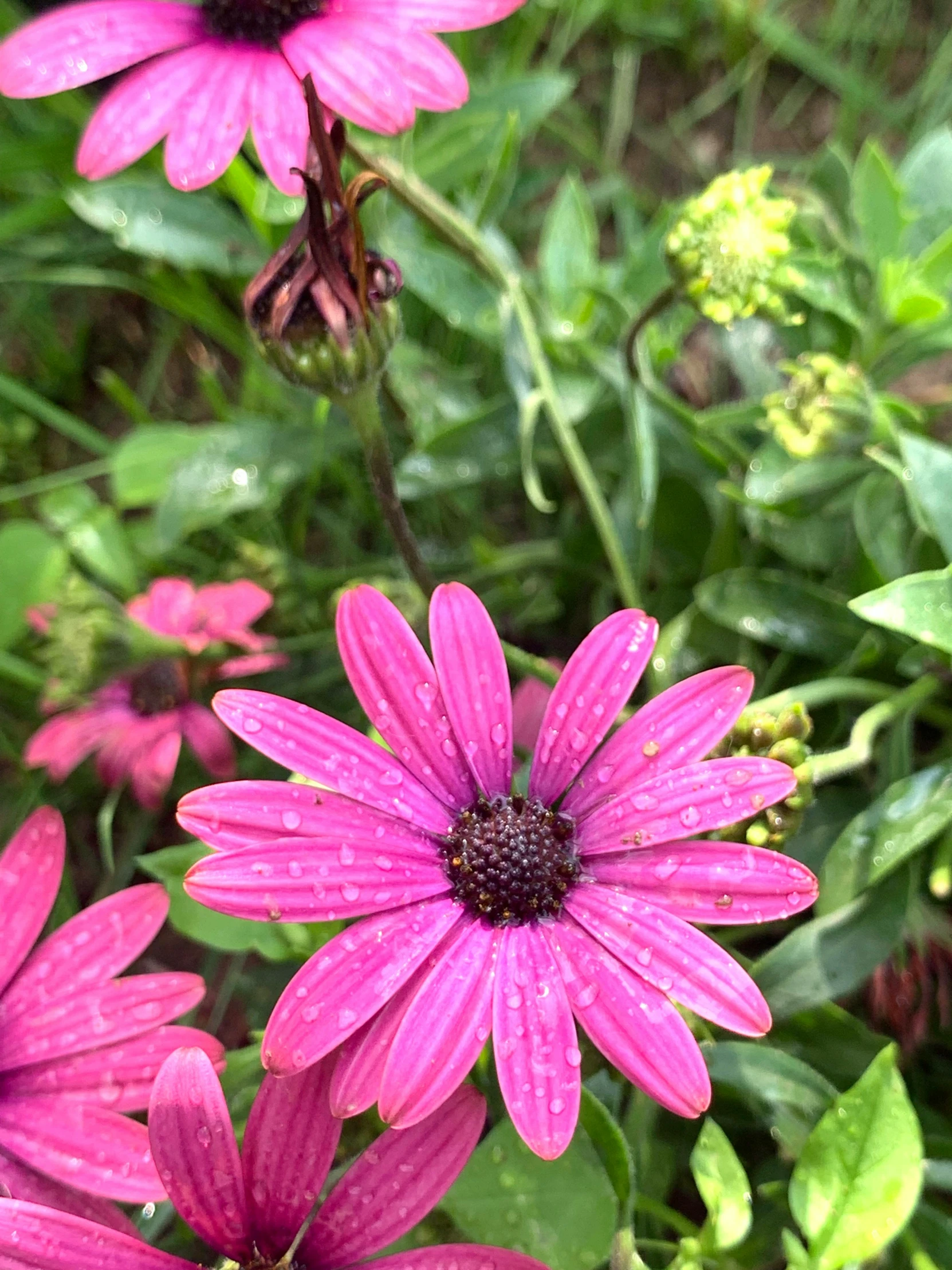 a group of pink flowers in a grassy field