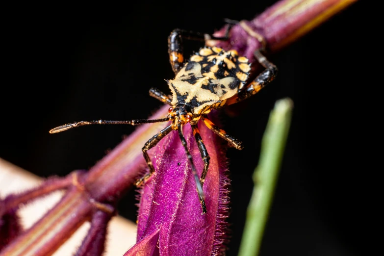 a small insect sits on a purple flower