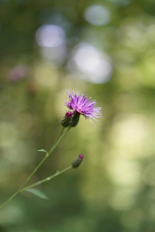 the small purple flower is blooming out on the plant