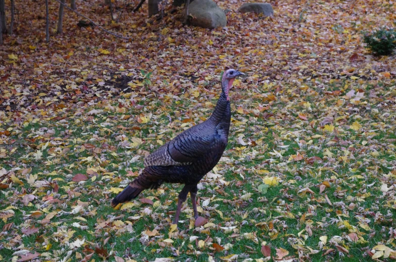 a wild turkey stands in the foreground on grass with dead leaves scattered around