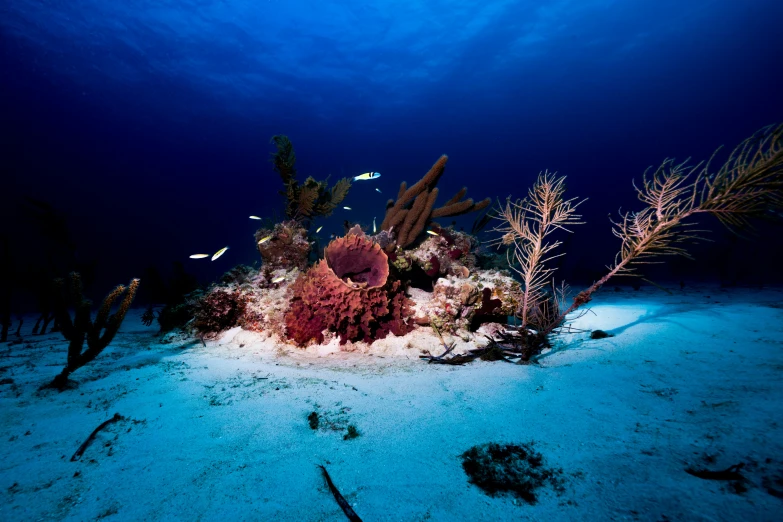 several fish are swimming over the corals on a deep blue ocean