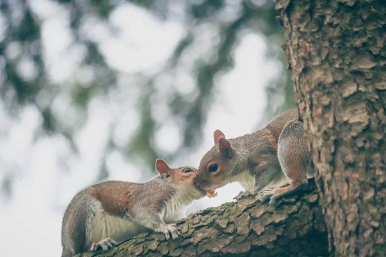 two small gray squirrels sitting next to each other