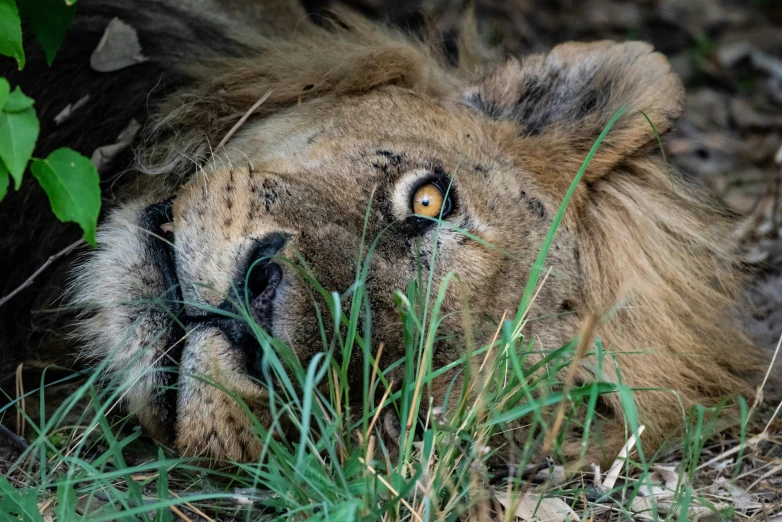 a lion that is laying down in the grass