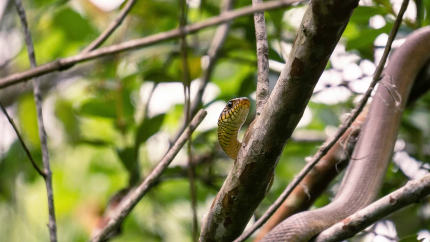 a bird with yellow and red feathers perched on a nch