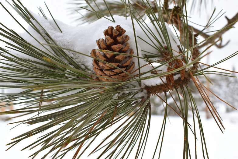 a small pine cone covered in snow between two fir needles