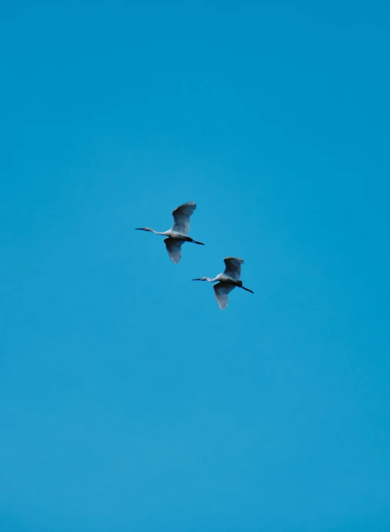 two birds are flying in the blue sky