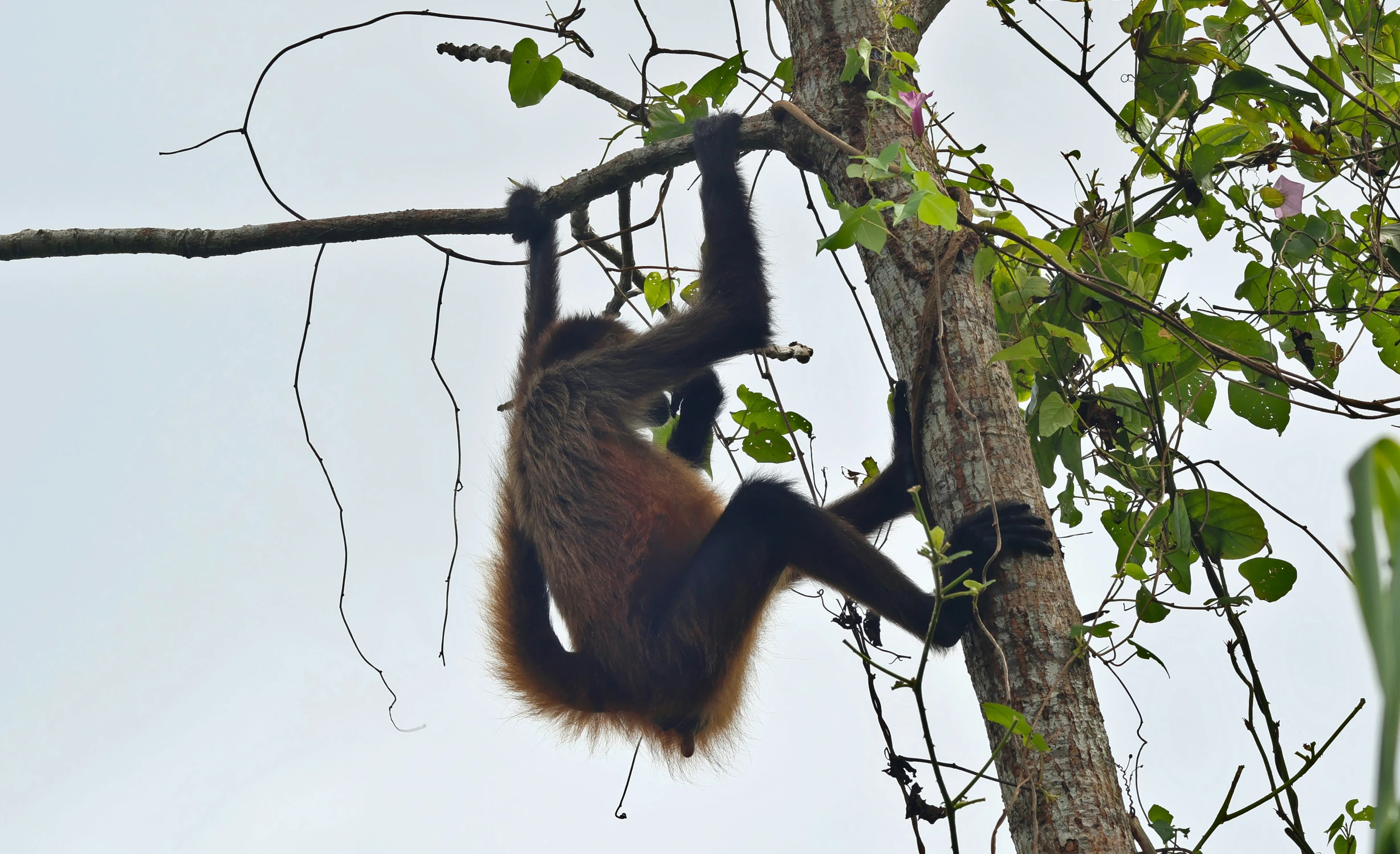 an adult orangutan hangs from a tree nch