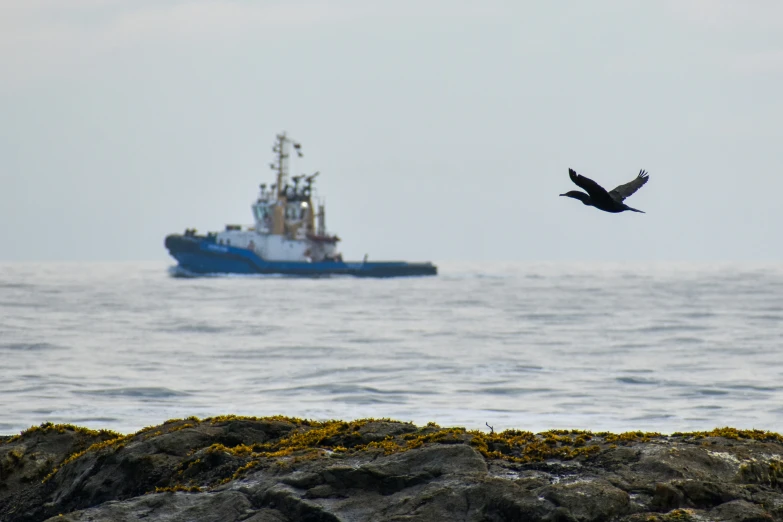 an eagle is flying over a boat in the ocean