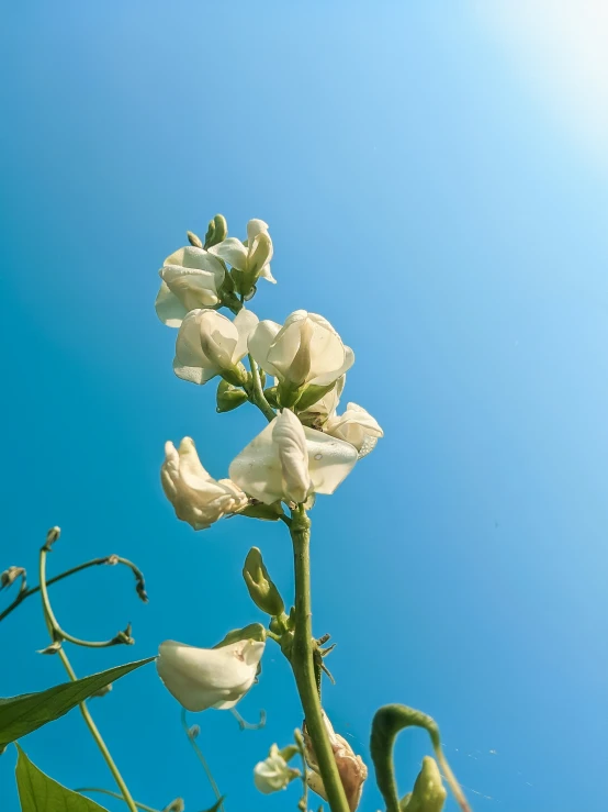 a beautiful white flower is standing near a green plant