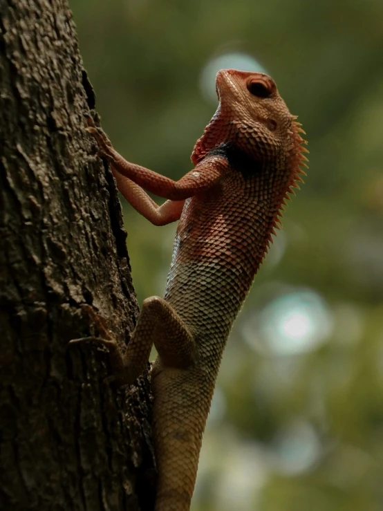 the young gecko was climbing a tree