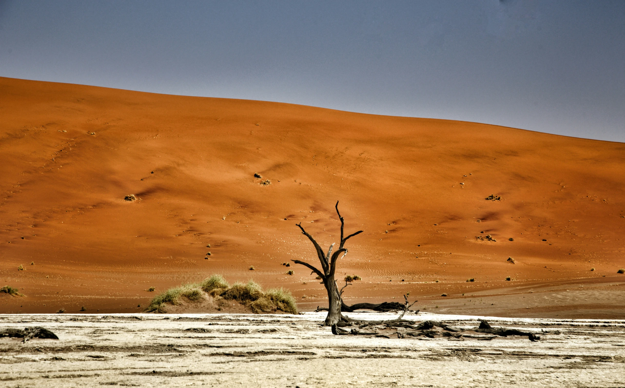 two giraffes standing on the desert near a sp tree