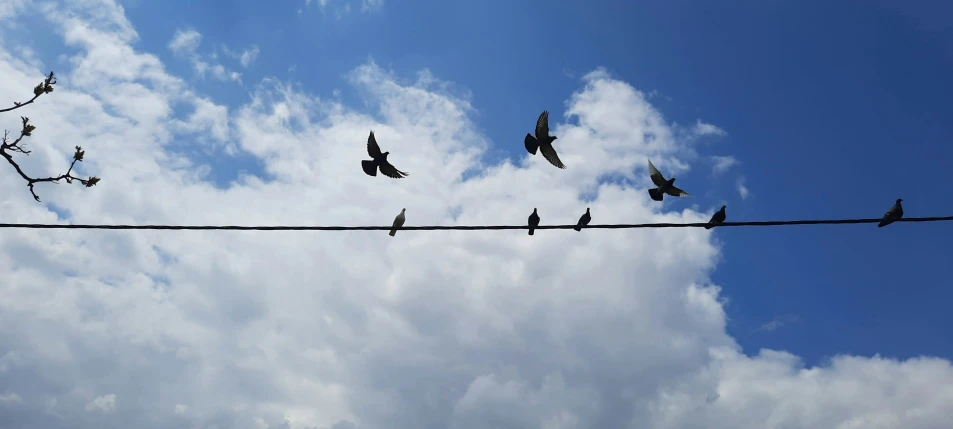 birds are sitting on a power line and flying