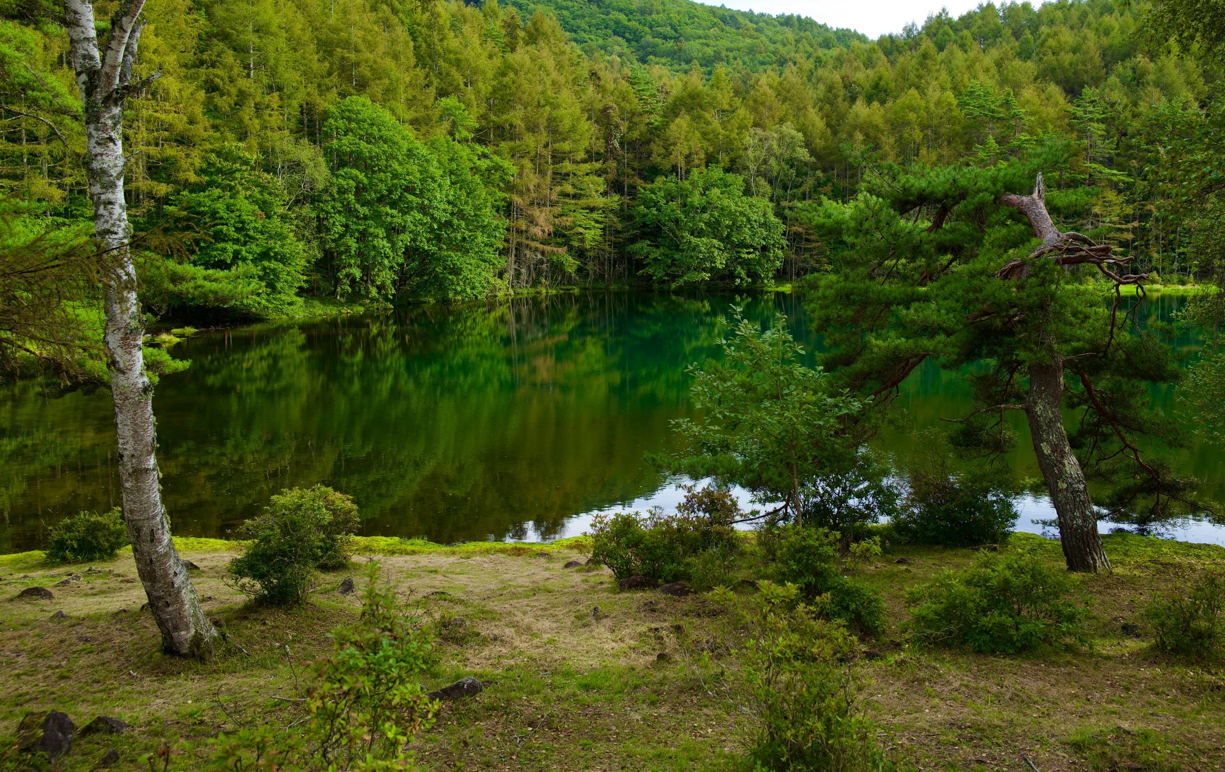 this po shows a green pond surrounded by forest