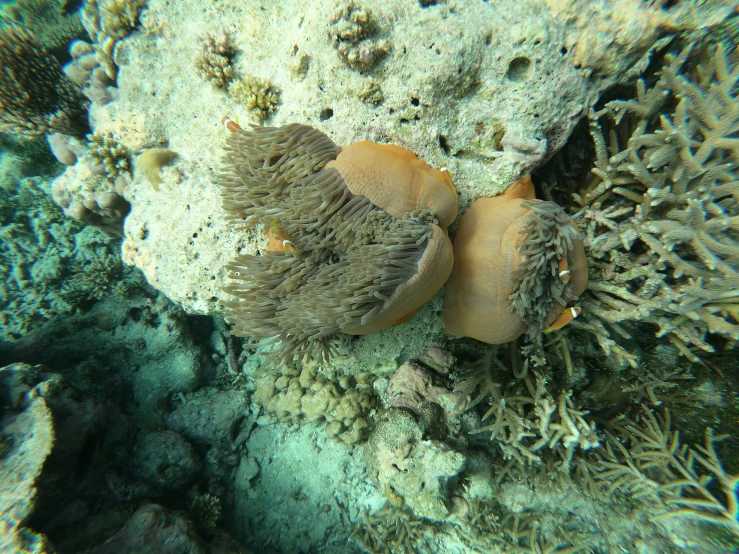 there is an animal sitting on some corals