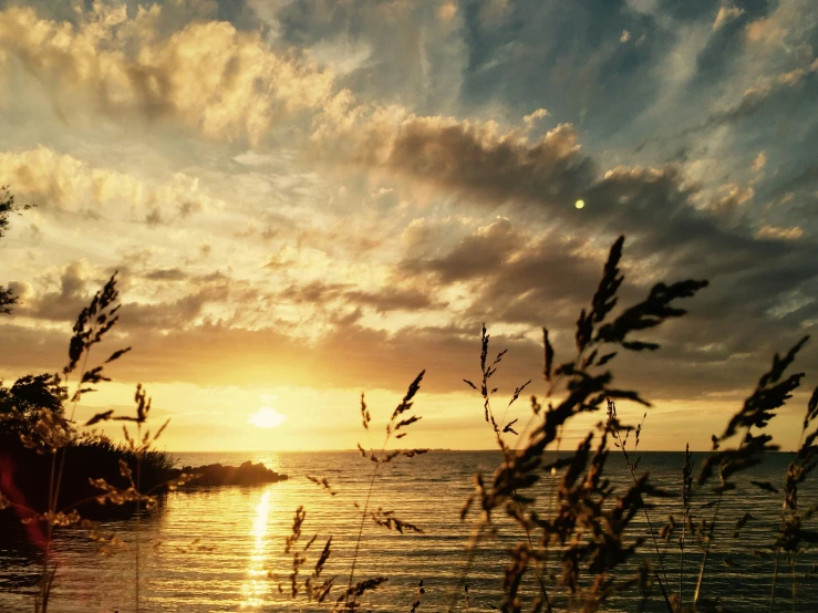 view over an ocean with sun setting on the water and lots of tall grass