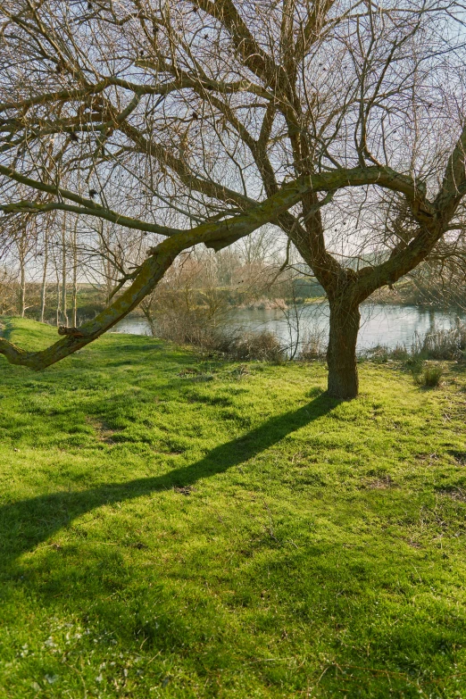 a tree with thin, green grass and a pond in the background