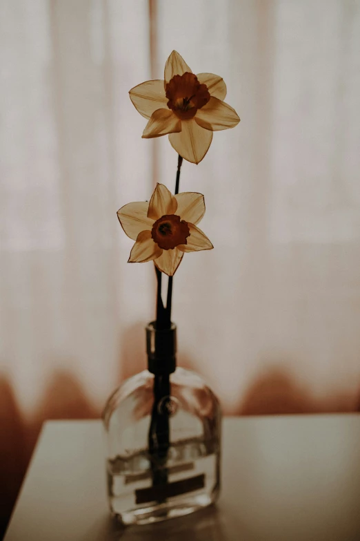 three yellow flowers in a glass vase on the table