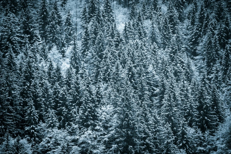 a big furry black bear on a snow covered ground