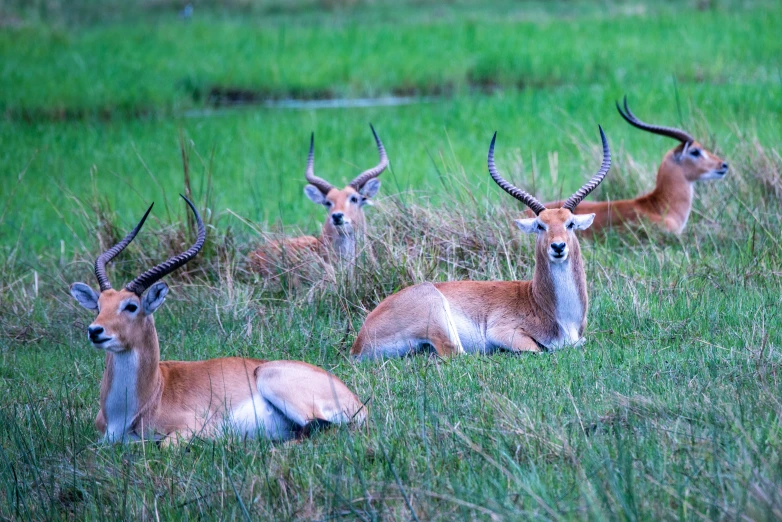 several gazelle with large horns lying down