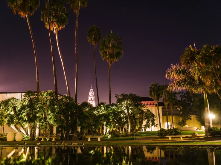 some palm trees water lights lights and buildings