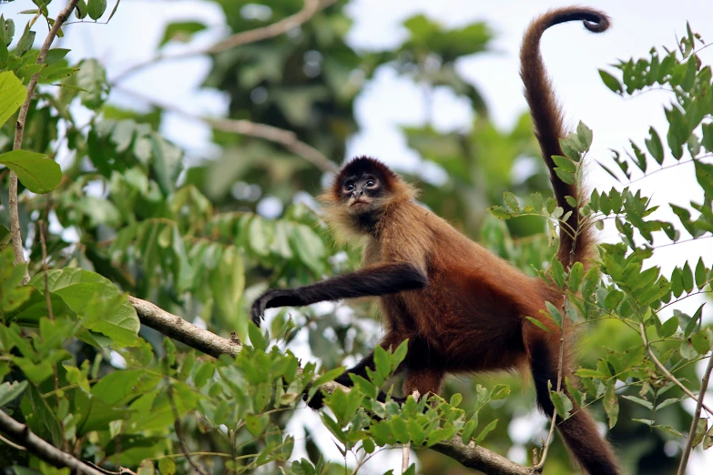 a small monkey sitting on a tree nch