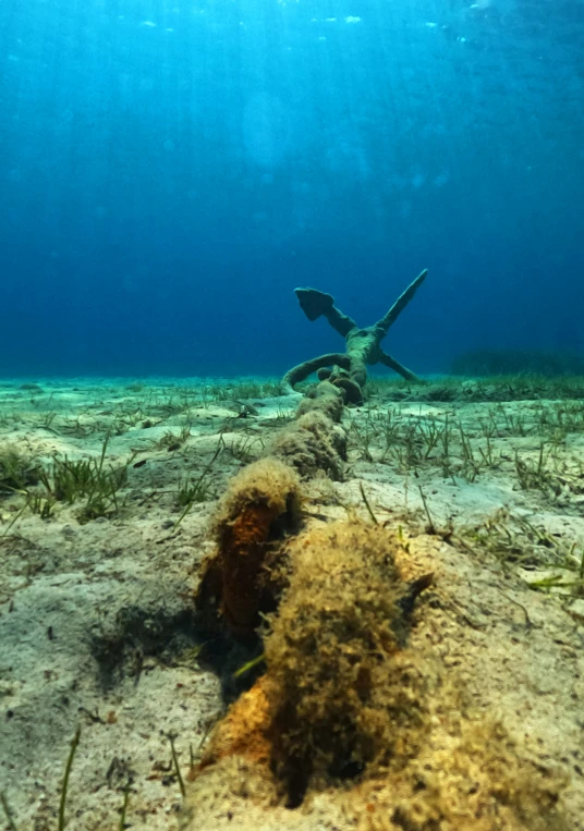 a fish that is swimming around some dirt