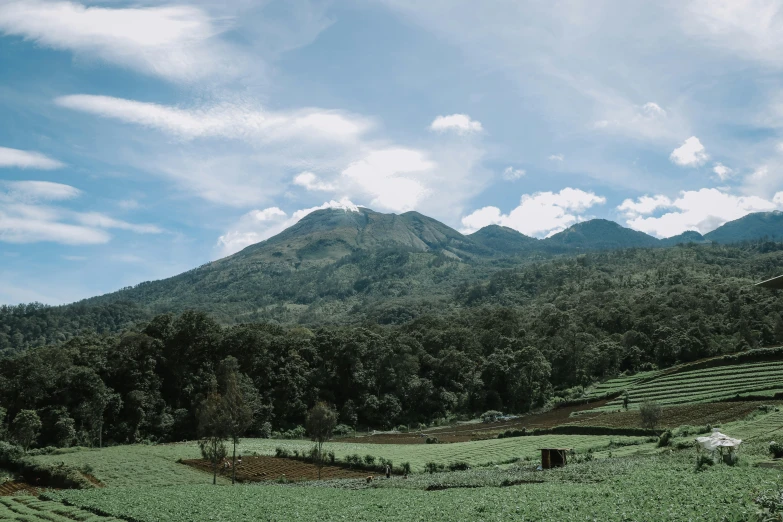 there is a mountain range in the distance with grass and flowers in front