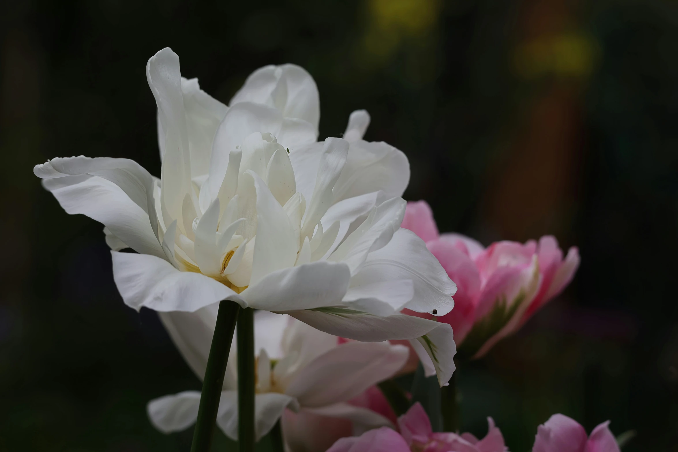 a group of flowers with some white and pink