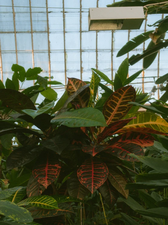 the inside of a tropical plant house, full of leaves