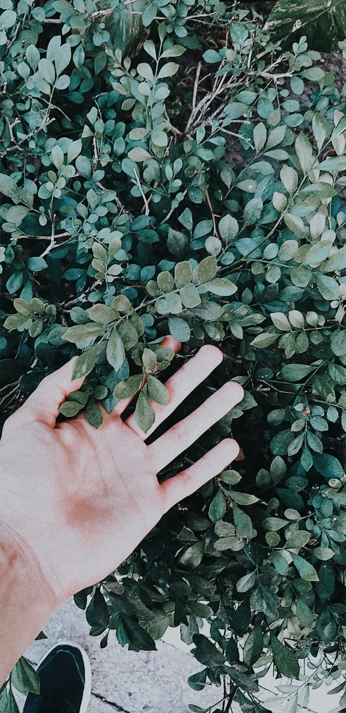 a hand reaching for leaves on the nches of a bush