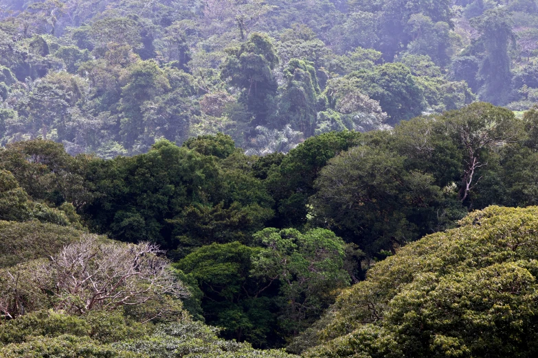 the tops of green trees on the rainforest are covered in mist