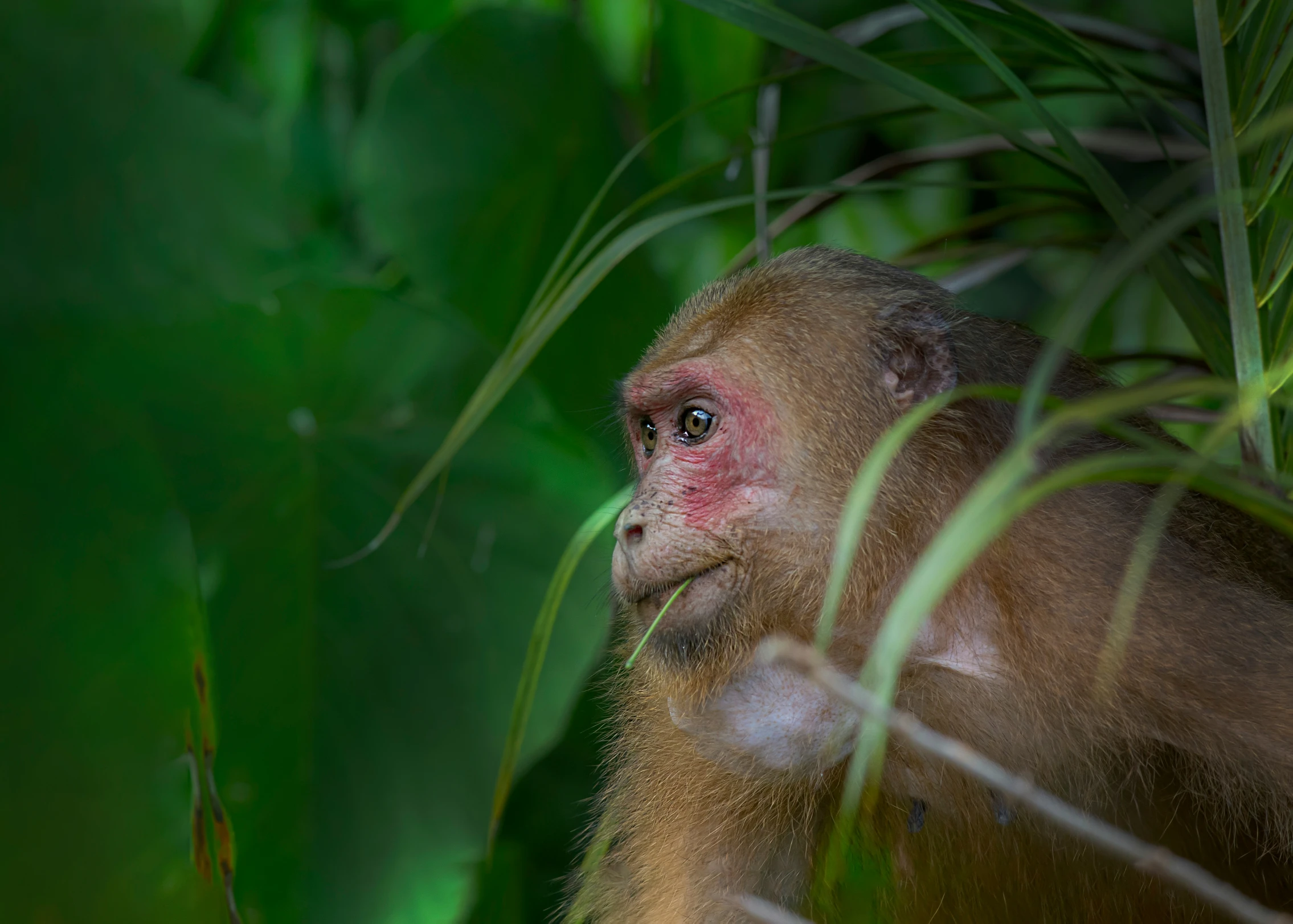 a monkey in some grass with its eyes wide open