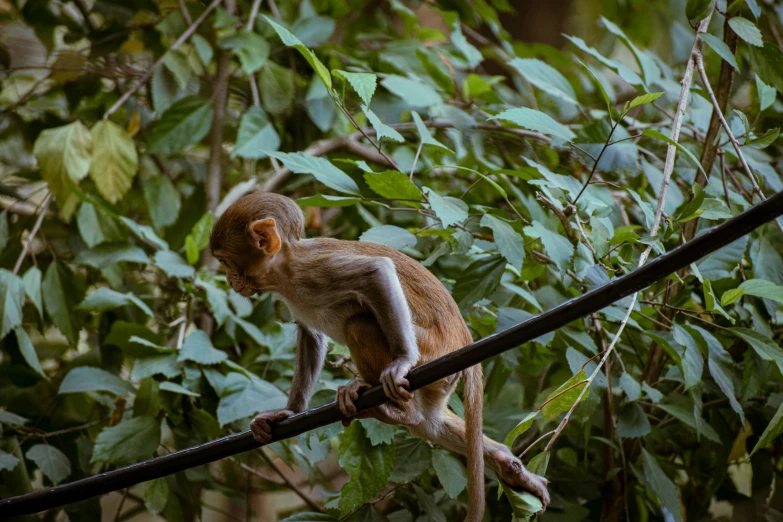 a small monkey sits on top of a wooden pole