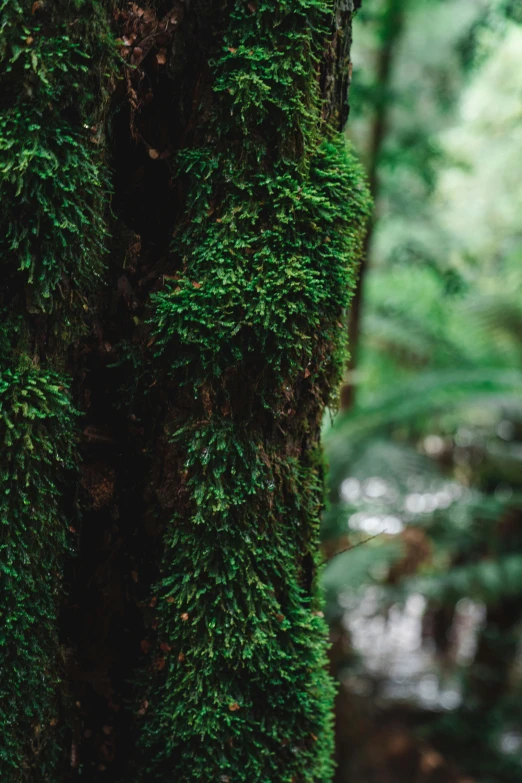 a mossy tree in the woods by some water