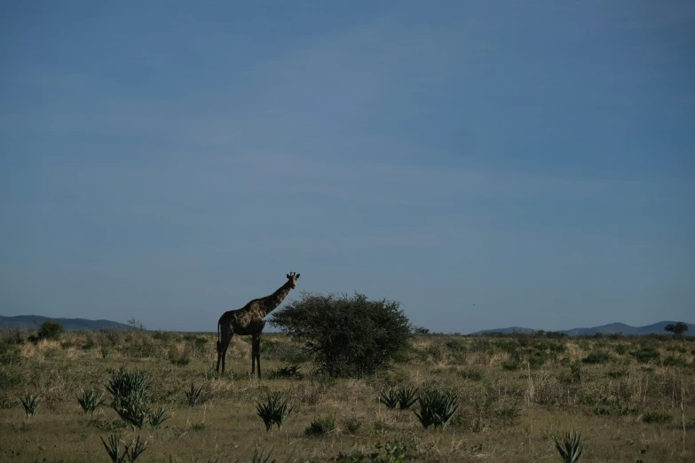 a giraffe in an open field with a bush and mountains behind it