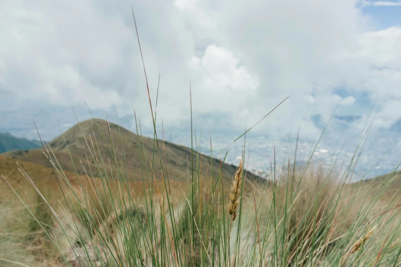 the grass in front of the hill is tall