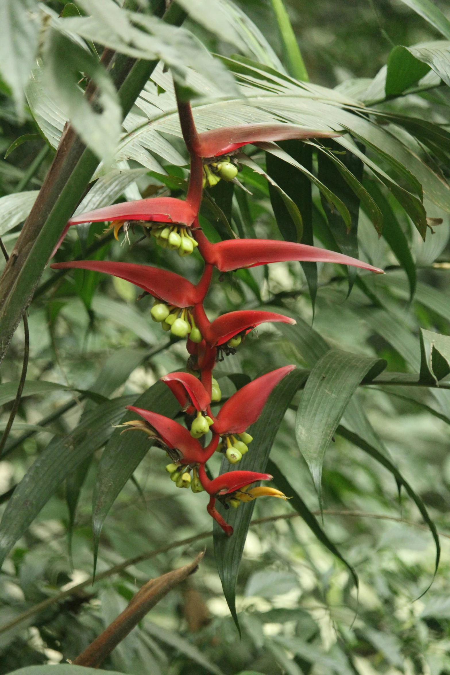 a group of red flowers that are in the grass